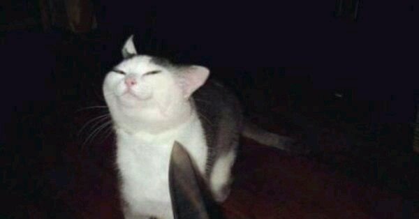 Котенок с ножом
