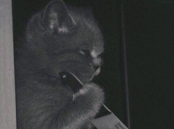 Кот с ножом улыбается