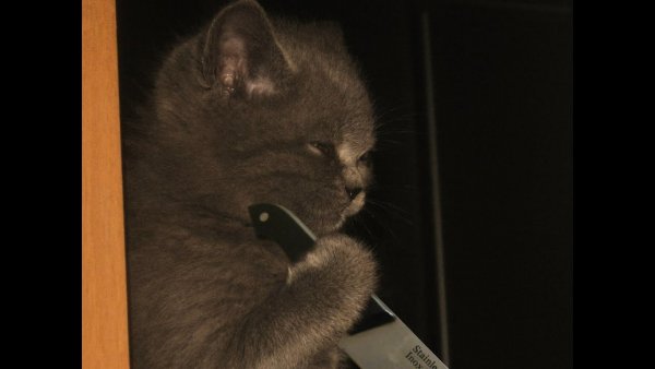 Кот с ножом