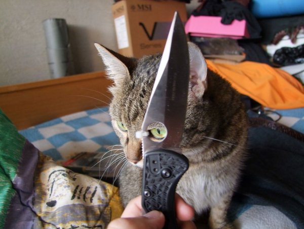 Кот с ножом в зубах
