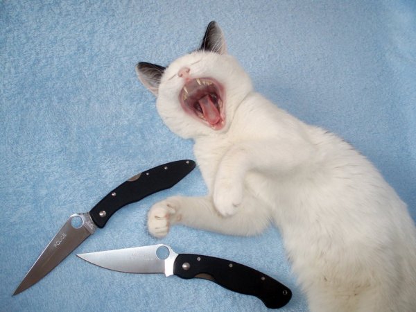 Котенок с ножом