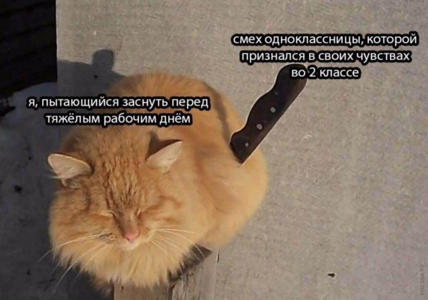 Мемы с котами с ножом