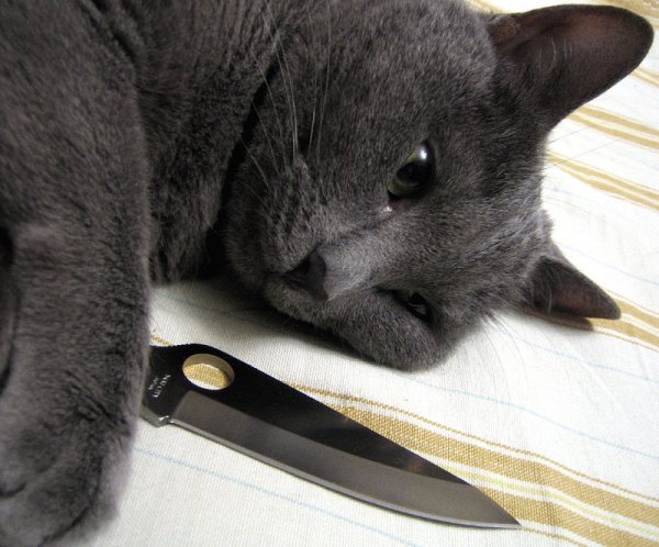 Плачущий кот