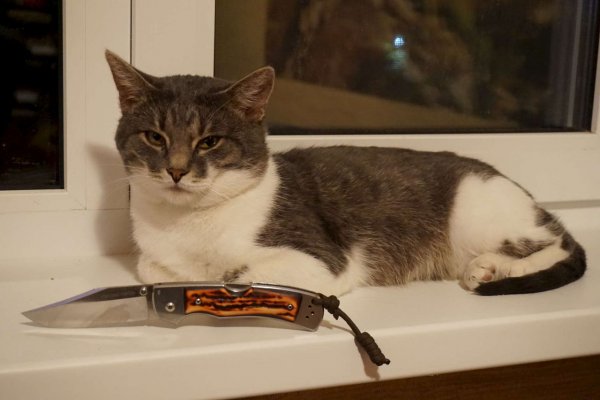 Смешные коты с ножом