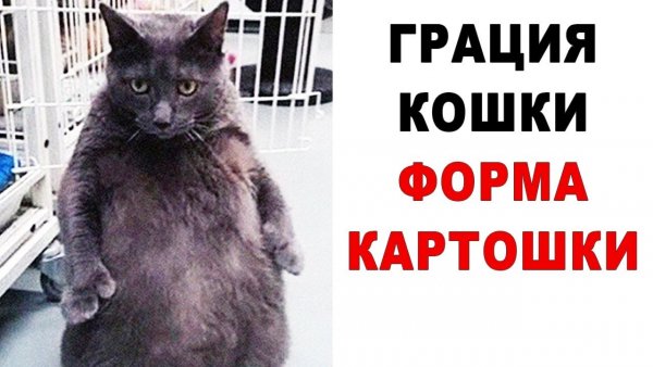 Грация кошки ловкость картошки