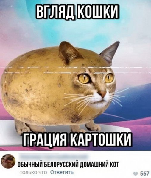Грация кошки картошки