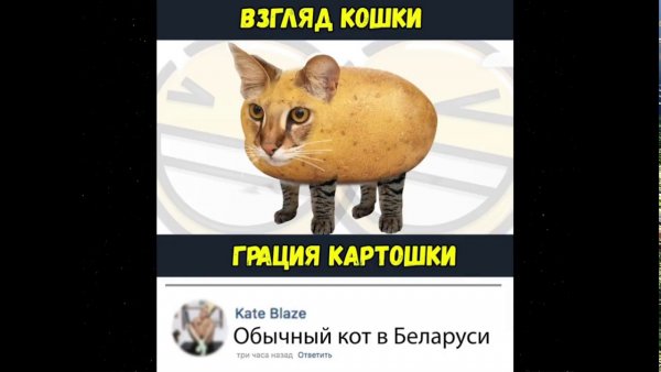 Взгляд кошки ловкость картошки