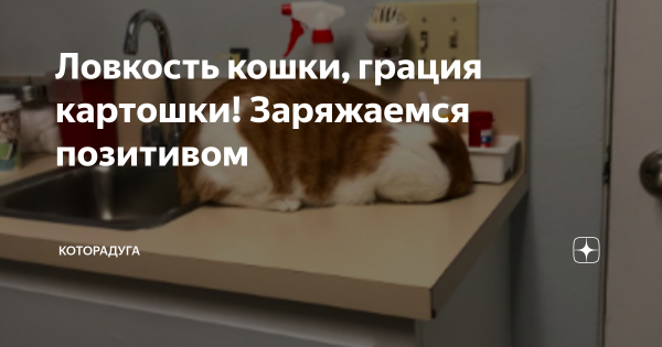 Грация кошки ловкость