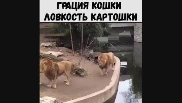 Грация кошки ловкость картошки