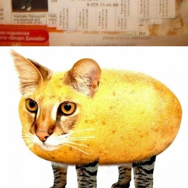 Грация кошки картошки