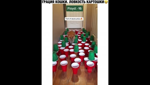 Грация картошки ловкость картошки