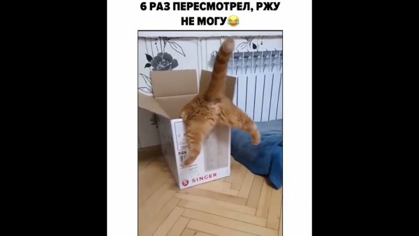 Грация кошки ловкость картошки