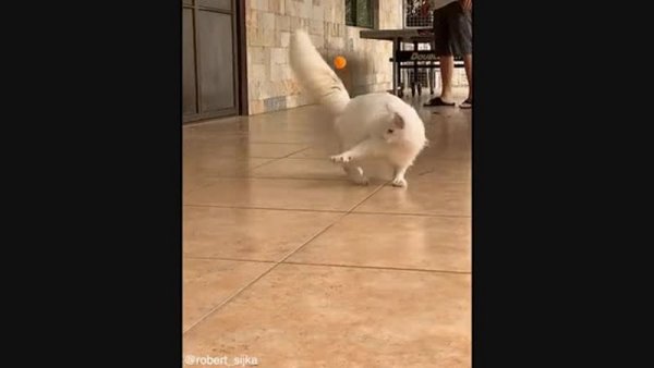 Грация кошки ловкость картошки