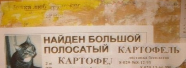 Кот картошка