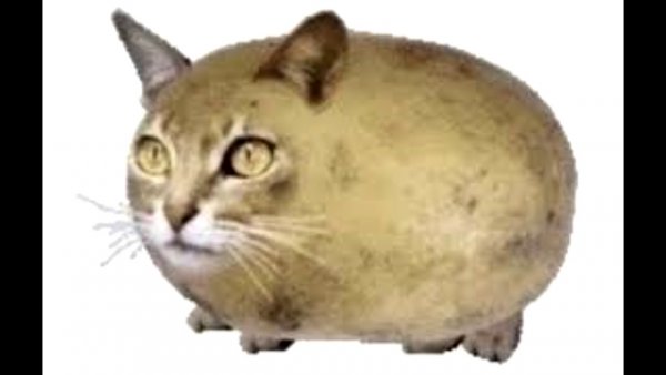 Грация кошки ловкость картошки