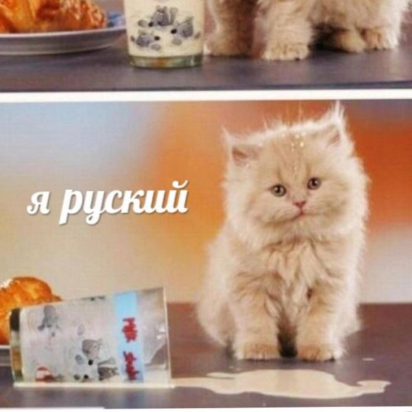 Мемы про русского кота (49 фото)