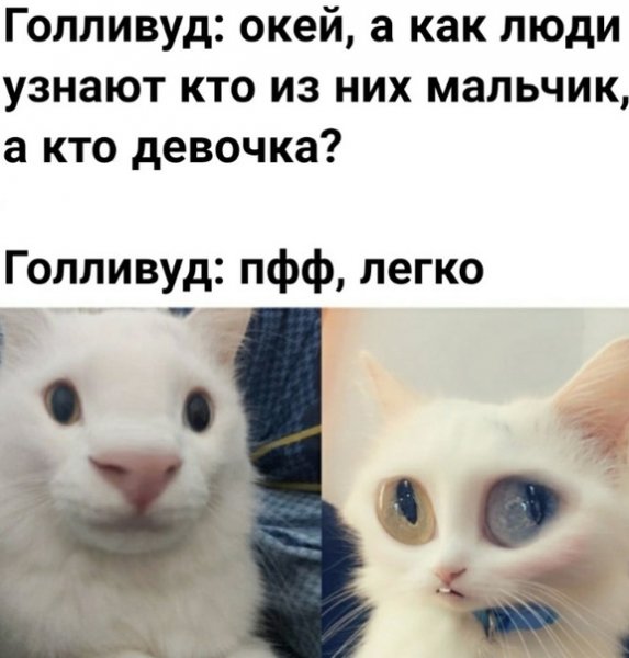 Мемы 2021 года с котиками