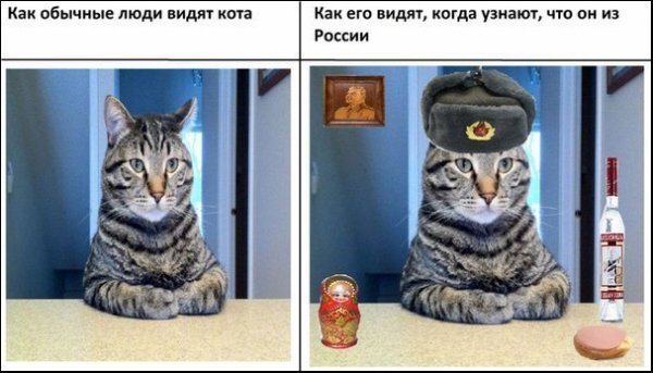 Российский кот прикол