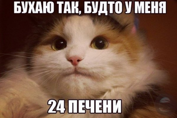 Хехе Мем кот