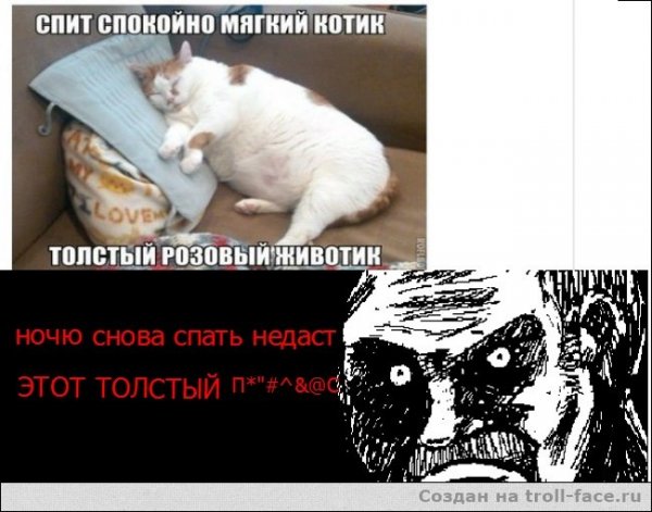 Мемы кот ночью