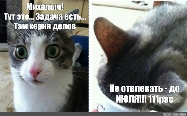 Налоги Мем кот