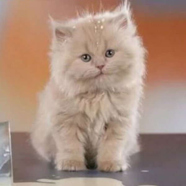 Я русский котенок