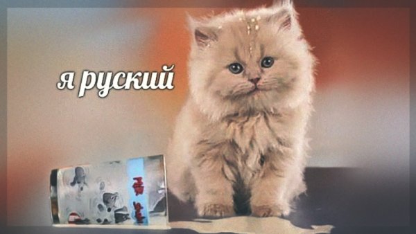 Котик я русский