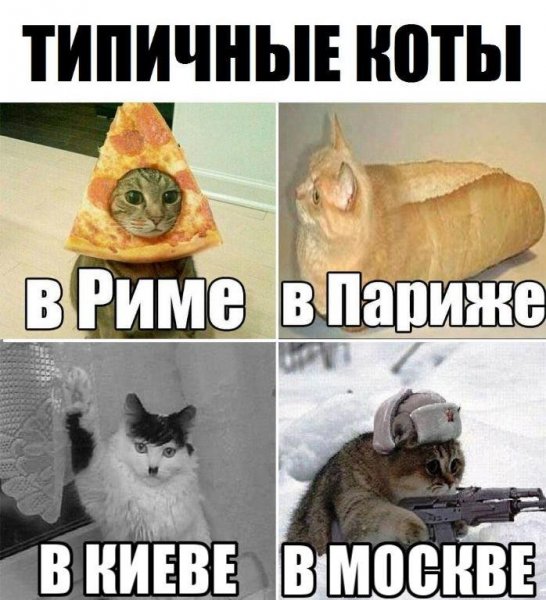 Мемы про котов поржать