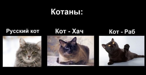 Русские мемы про котят