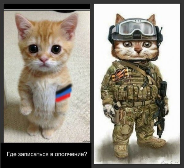 Милые котик в вонной форме