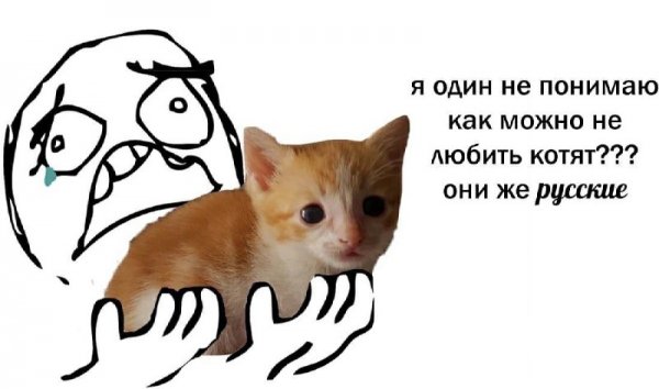 Как можно не любить котов они же русские