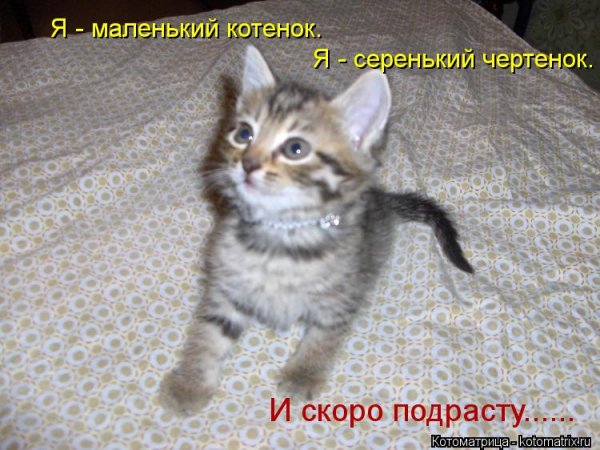 Я маленький котик