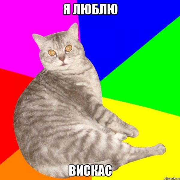 Котенок Мем