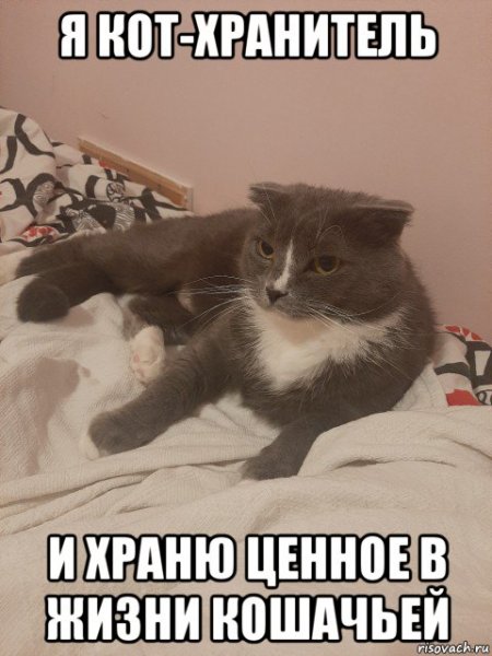 Я русский Мем с котом