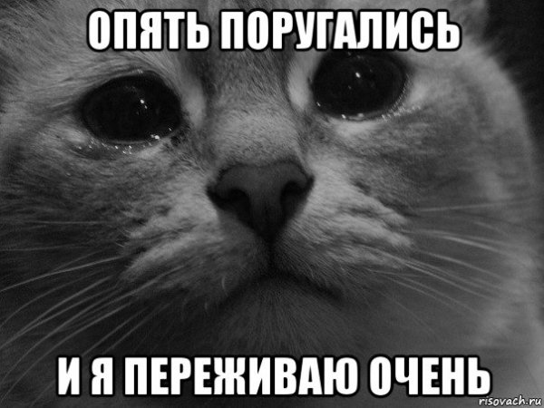 Котик Мем
