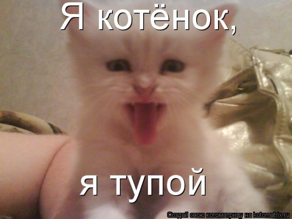 Тупой котенок Мем