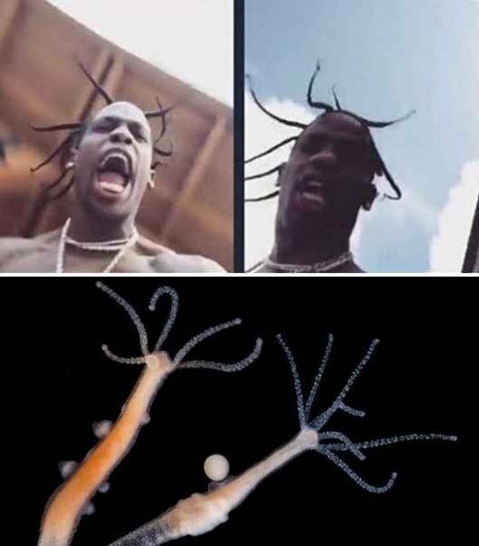 Travis Scott Мем