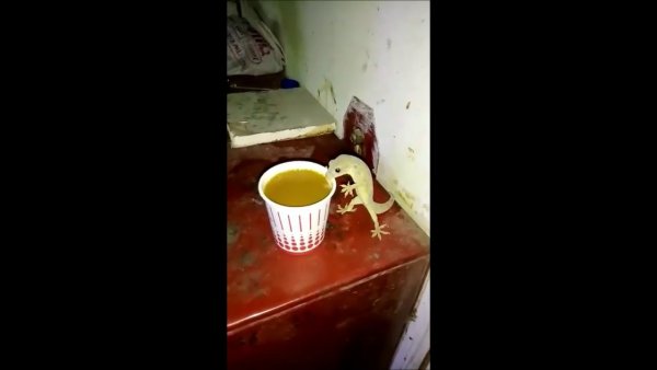 Пью чай Мем ящерка