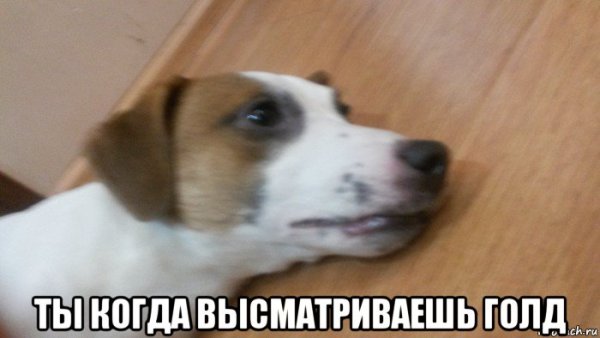 Смешные Джек Рассел терьеры
