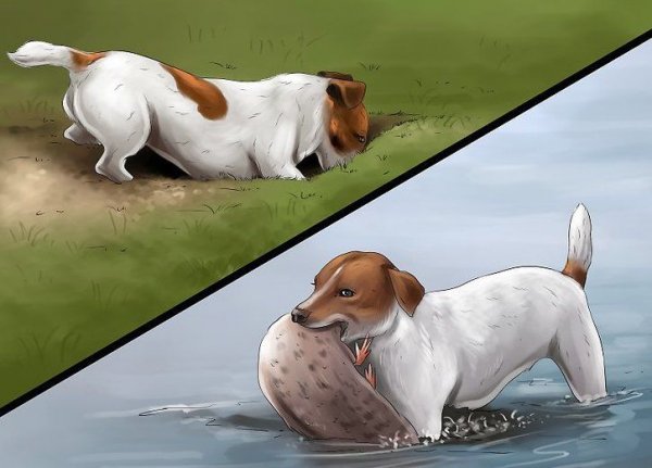 Джек Рассел