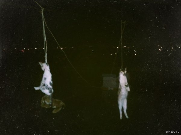 Петля Мем