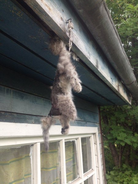Мем с руганием кота