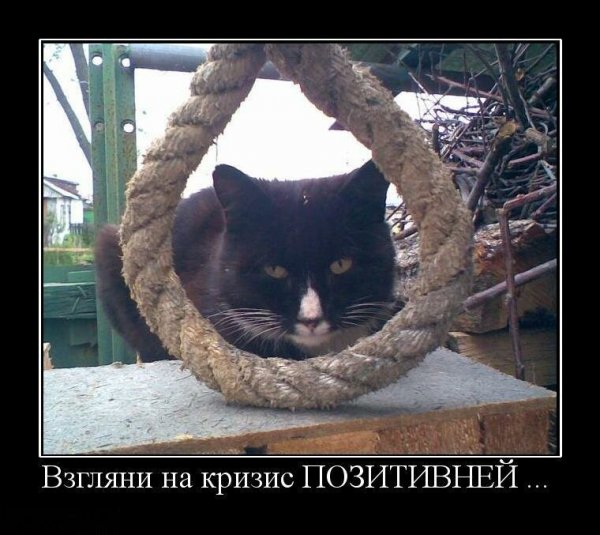 Кот суесыд