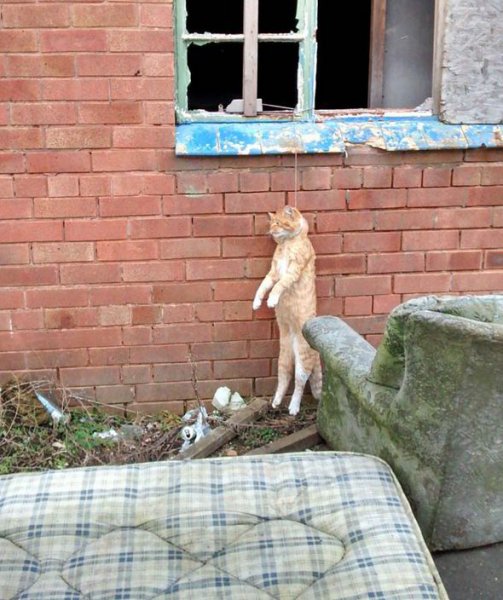 Кот в дверном проеме