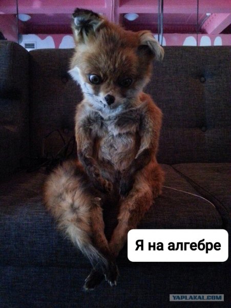Упоротый Лис доктор