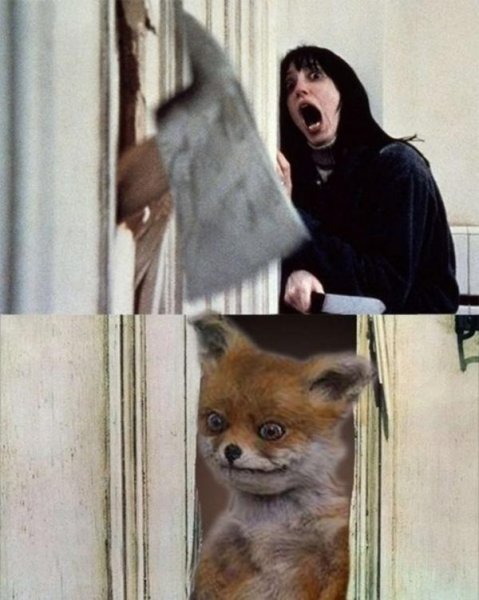 Мемы с упоротым лисом