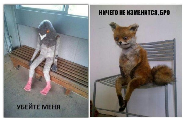 Упоротый Лис приколы