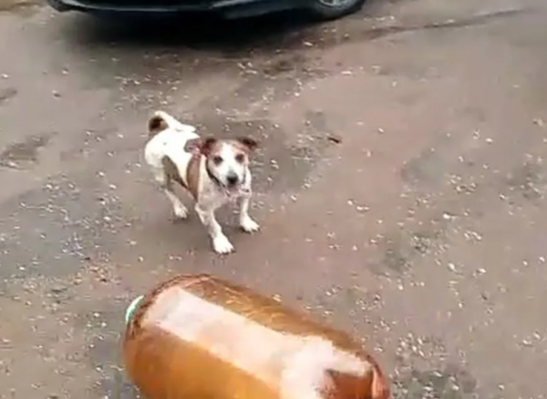 Собака которая взорвала бутылку