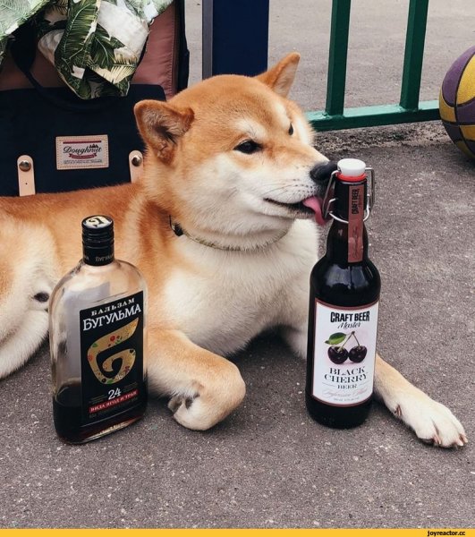 Хаски бухает