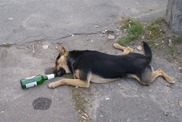 Собака с вином